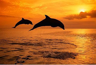 《Gift》Switch预购开启 沉船逃生解谜动作